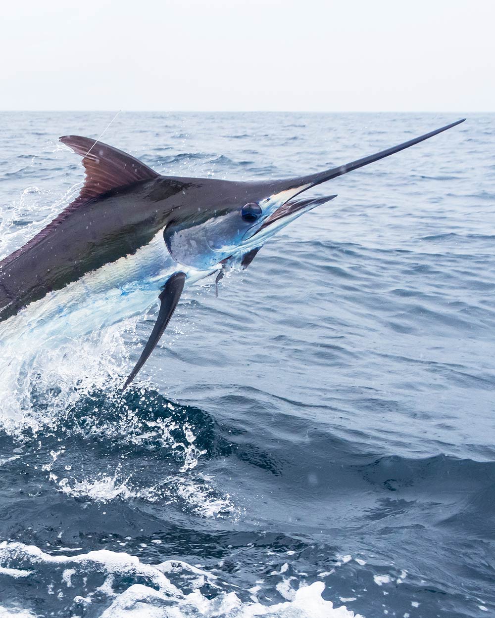 Join The Conservation Efforts To Save The Western Atlantic Blue Marlin 