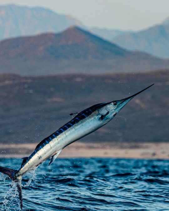 Join the Conservation Efforts to Save the Western Atlantic Blue Marlin
