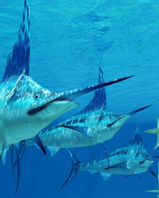 Join the Conservation Efforts to Save the Western Atlantic Blue Marlin