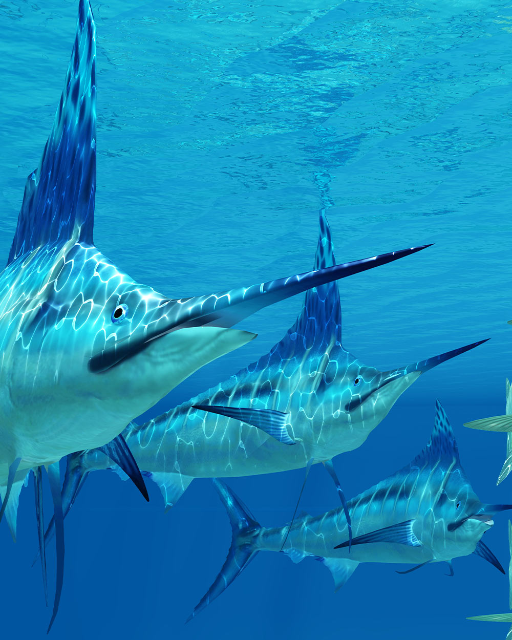 Join The Conservation Efforts To Save The Western Atlantic Blue Marlin 