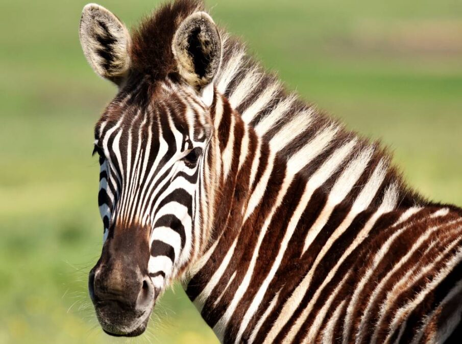 Their Ears Have a Language of Their Own, and Other Facts About Zebras