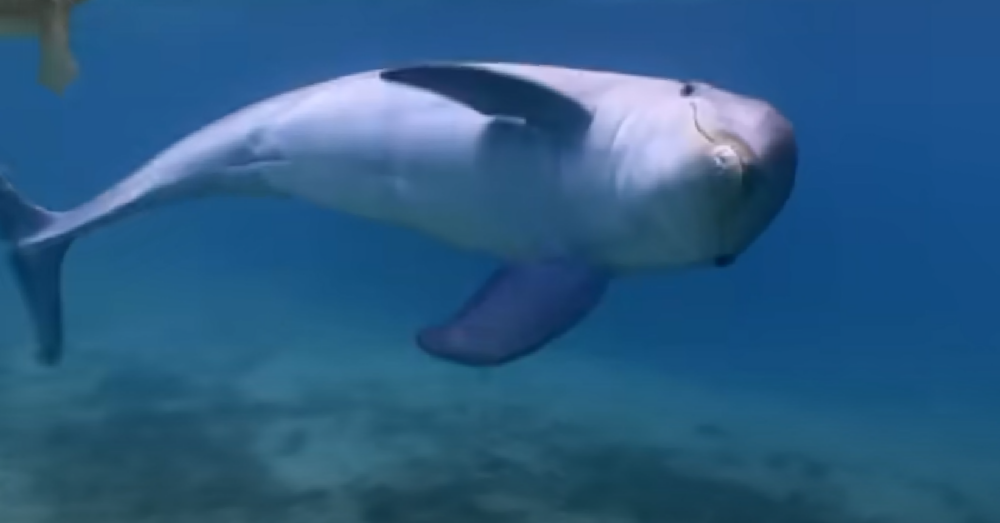 Researchers Observe Dolphins Getting High On Puffer Fish The