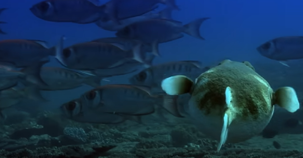 Researchers Observe Dolphins Getting High On Puffer Fish The