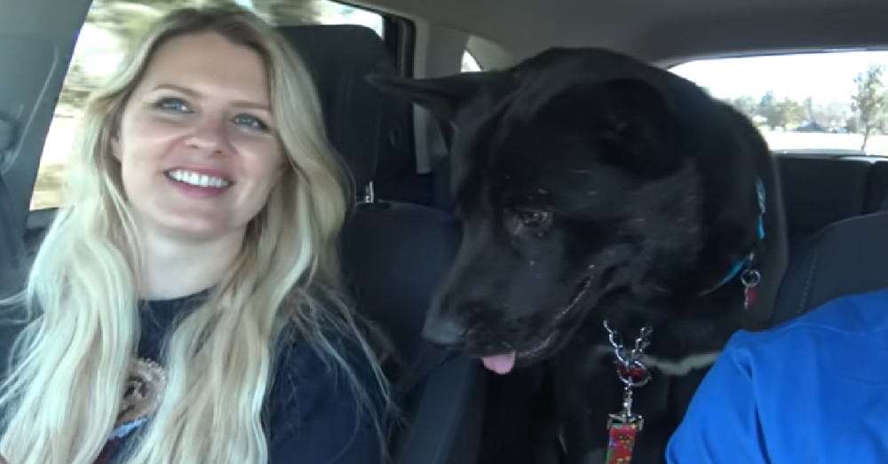 Stray Dog Loses His Twin Brother During Rescue But Finally Gets