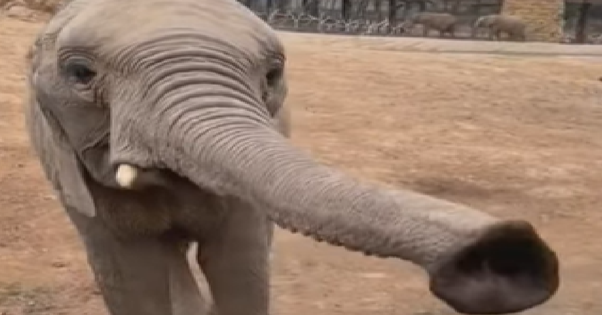 Baby Elephant Gets Carrots From A Visitor The Rainforest Site News