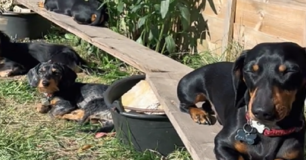 Dogs Bask In The Sun At DachshundOnly Daycare And People Can't Get