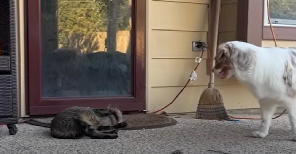 Stray Cat Follows Dog Home And The They Instant BFFs The