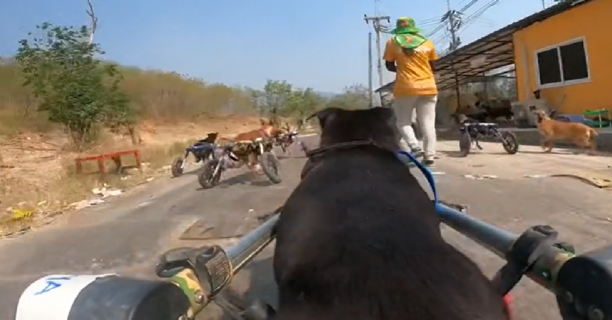 Rescuers Attach GoPro To Dog's Wheelchair Before His Daily Run The