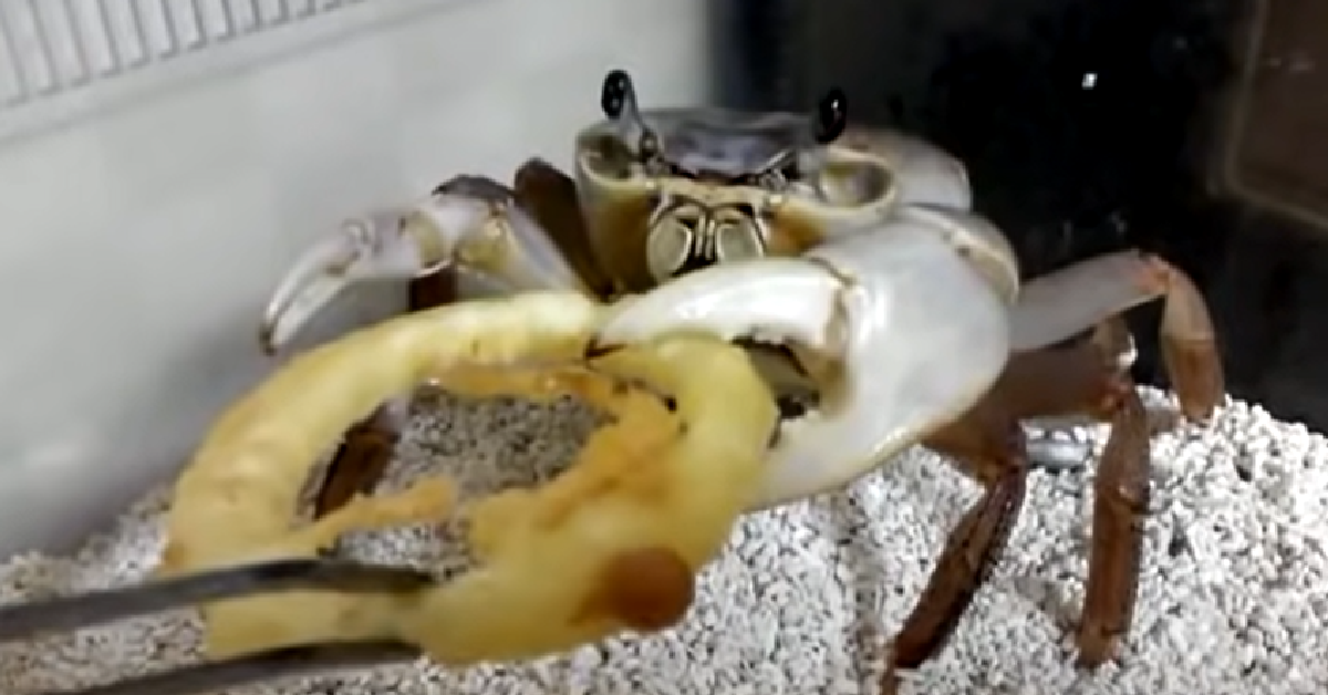Watch The Adorable Moment A Pet Crab Chows Down On An Onion Ring The