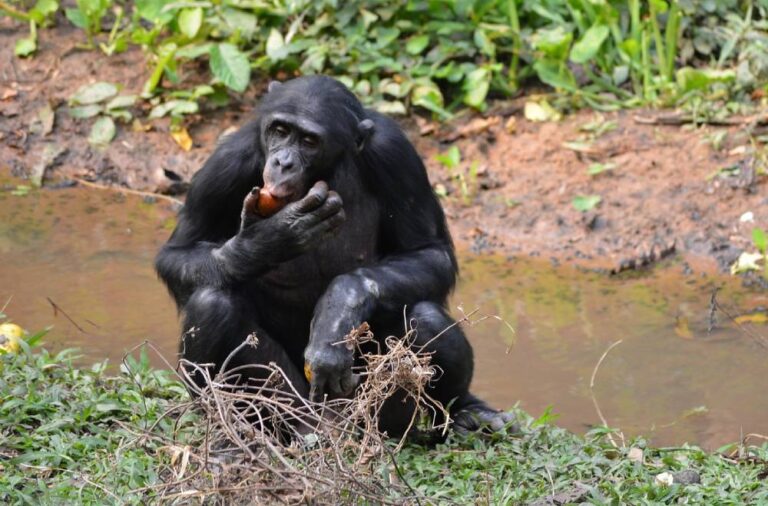 They Settle Conflict with Love, and More Facts About Bonobos GoodNews
