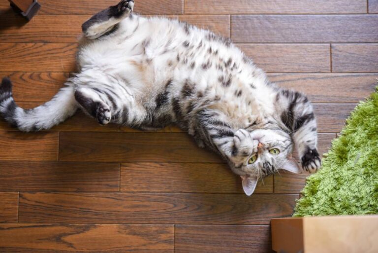 10 Ways Cats Show You They Love You GoodNews by GreaterGood