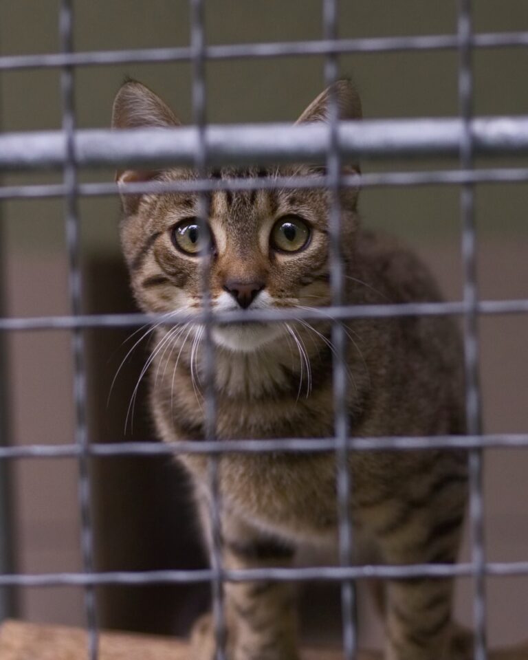 10 Ways You Can Help Your Local Animal Shelter And Make A Difference In