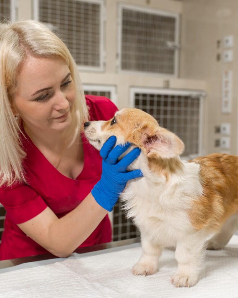 10 Ways You Can Help Your Local Animal Shelter And Make A Difference In