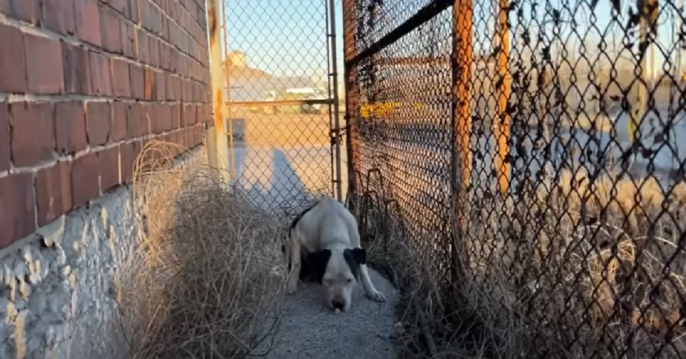 Stray Pitbull Is Skittish But Falls In Love With Rescuer In Minutes