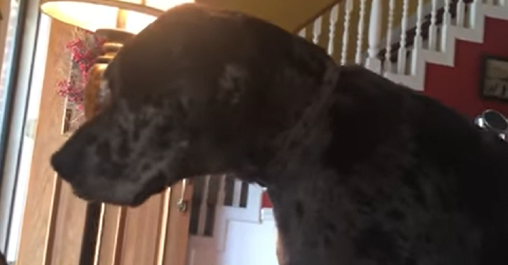 Great Dane Throws A Tantrum When Mom Says He's Going On A Diet The