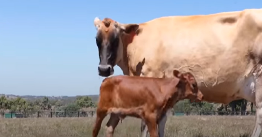 Dairy Cow Hides Her Baby In The Grass So He's Not Taken From Her Again