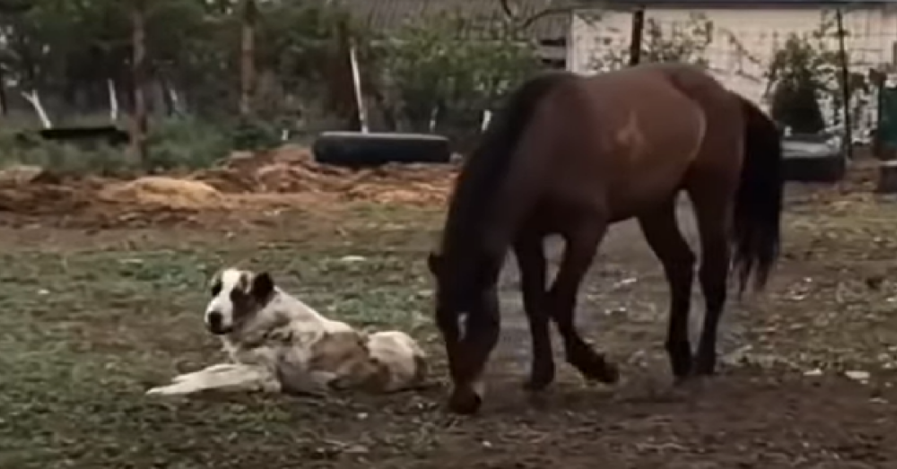 Dog And Horse Play Roughhouse Together In Adorable Video The Animal Rescue Site News