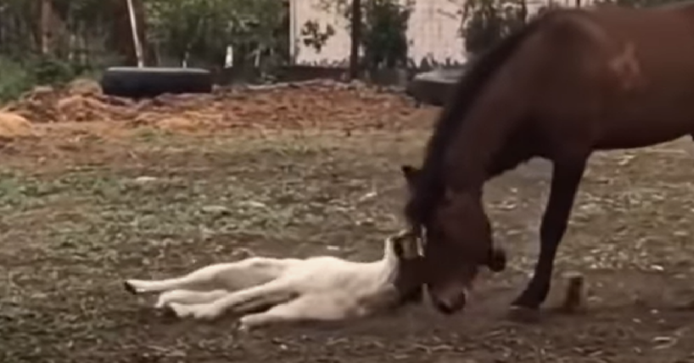 Dog And Horse Play Roughhouse Together In Adorable Video The Animal Rescue Site News