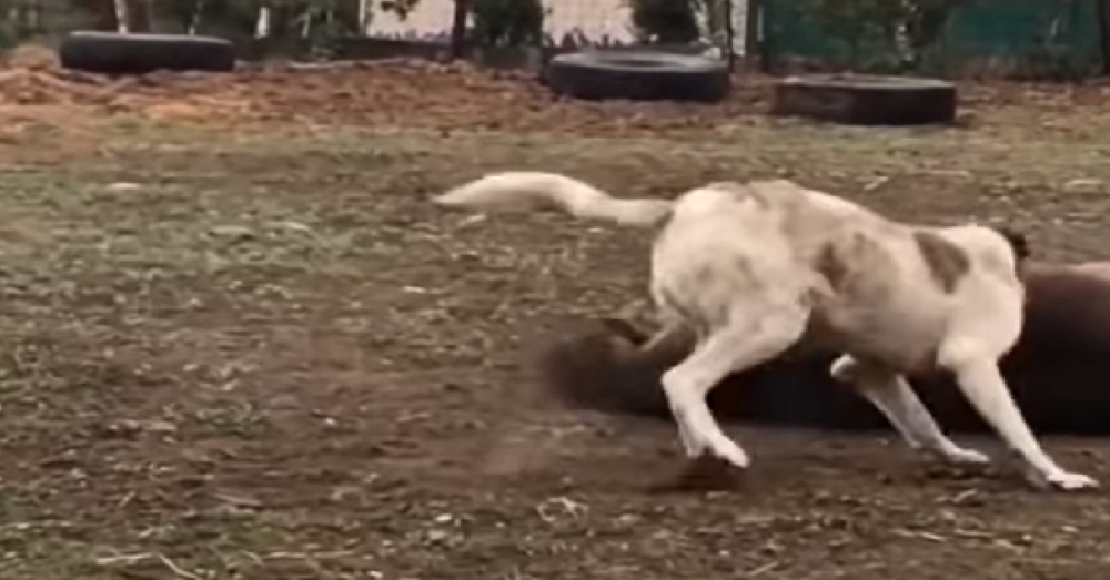 Dog And Horse Play Roughhouse Together In Adorable Video The Animal Rescue Site News