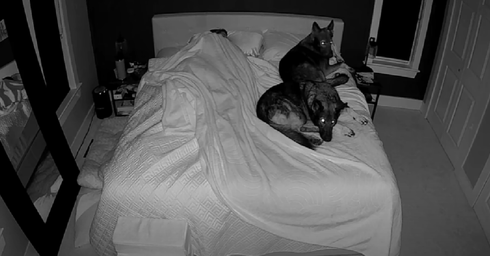 Dog Mom Shares The Reality Of Sleeping With 3 Large German Shepherds