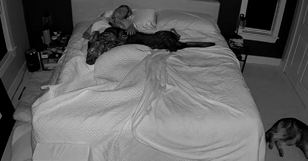 Dog Mom Shares The Reality Of Sleeping With 3 Large German Shepherds