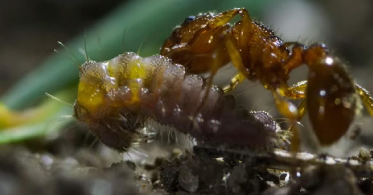 Carnivorous Caterpillar Pretends To Be A Queen Ant And Tricks Colony