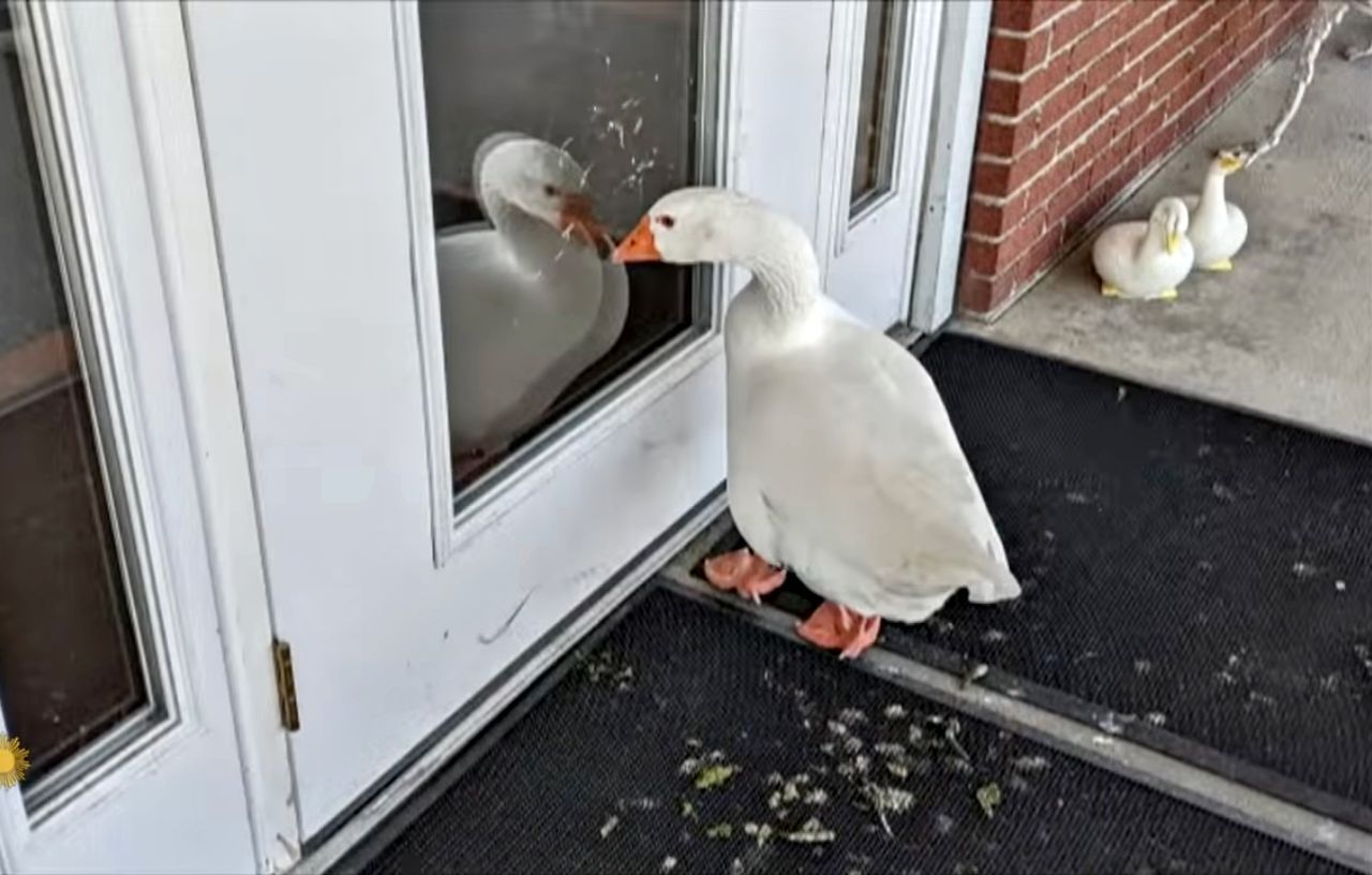 Blossom 2 - Love Story: Lonely Goose Whose Mate Died Finds a Match on Social Media