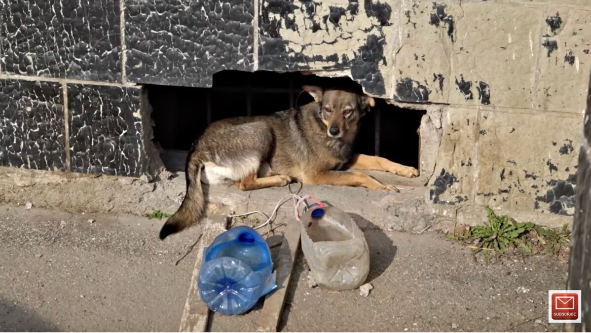 Rescue Group Feeds 100 Stray Dogs Daily, They Are NOT Invisible The