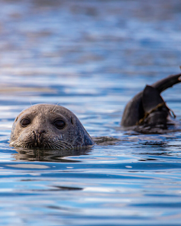 Avian Flu Outbreak Detected in Canadian Harbor Seals for the First Time