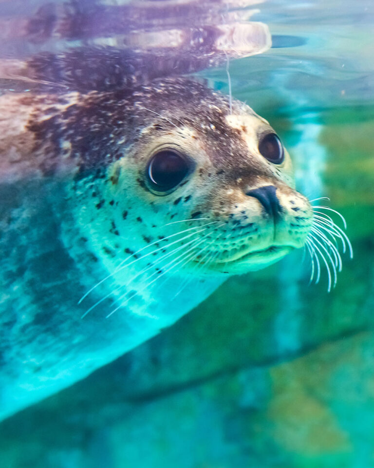 Avian Flu Outbreak Detected in Canadian Harbor Seals for the First Time
