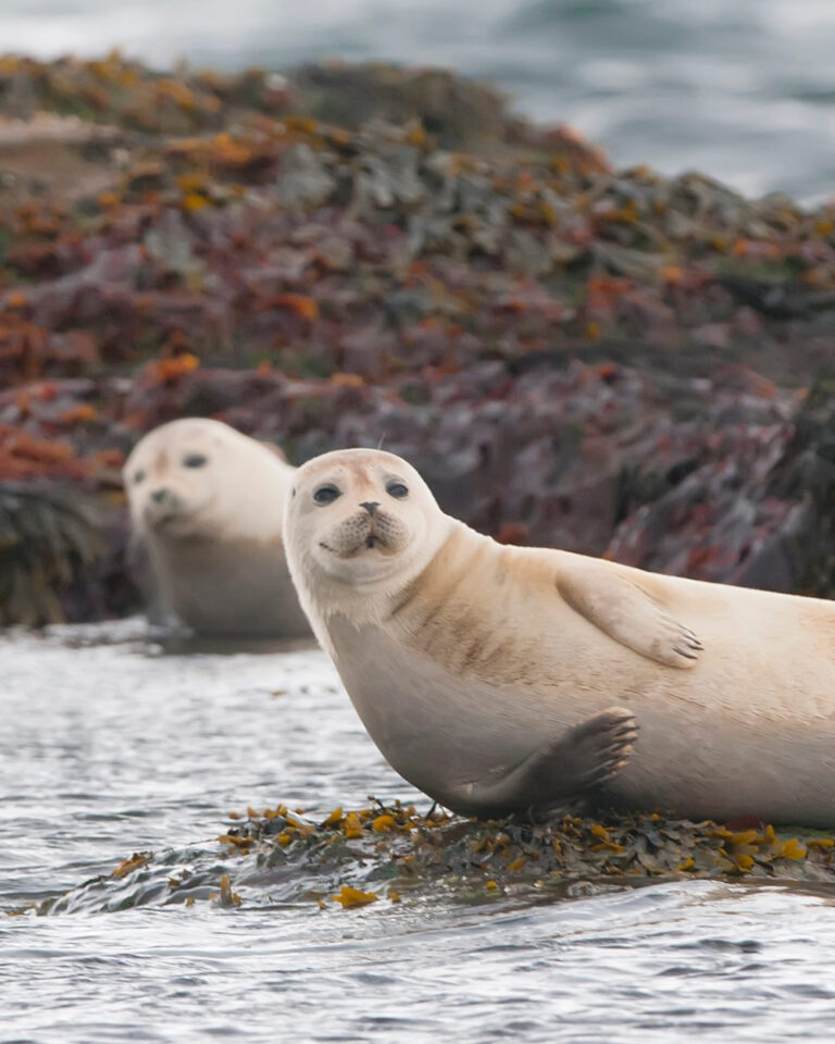 Avian Flu Outbreak Detected in Canadian Harbor Seals for the First Time