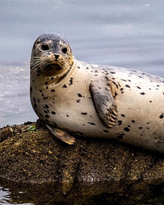 Avian Flu Outbreak Detected in Canadian Harbor Seals for the First Time