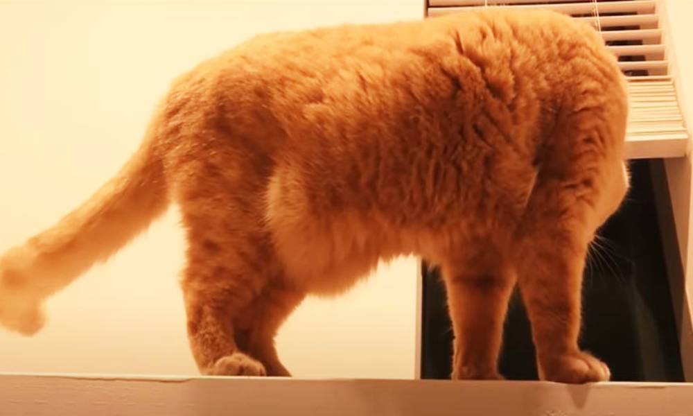 My Cat's Abdomen Is Swollen! What Should I Do? GoodNews by GreaterGood