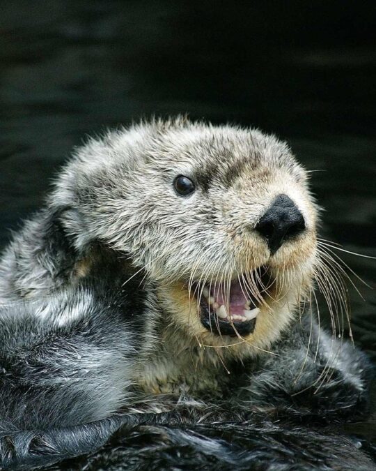 Sea Otters Face New Deadly Threat, and Humans Can Catch It, Too - The