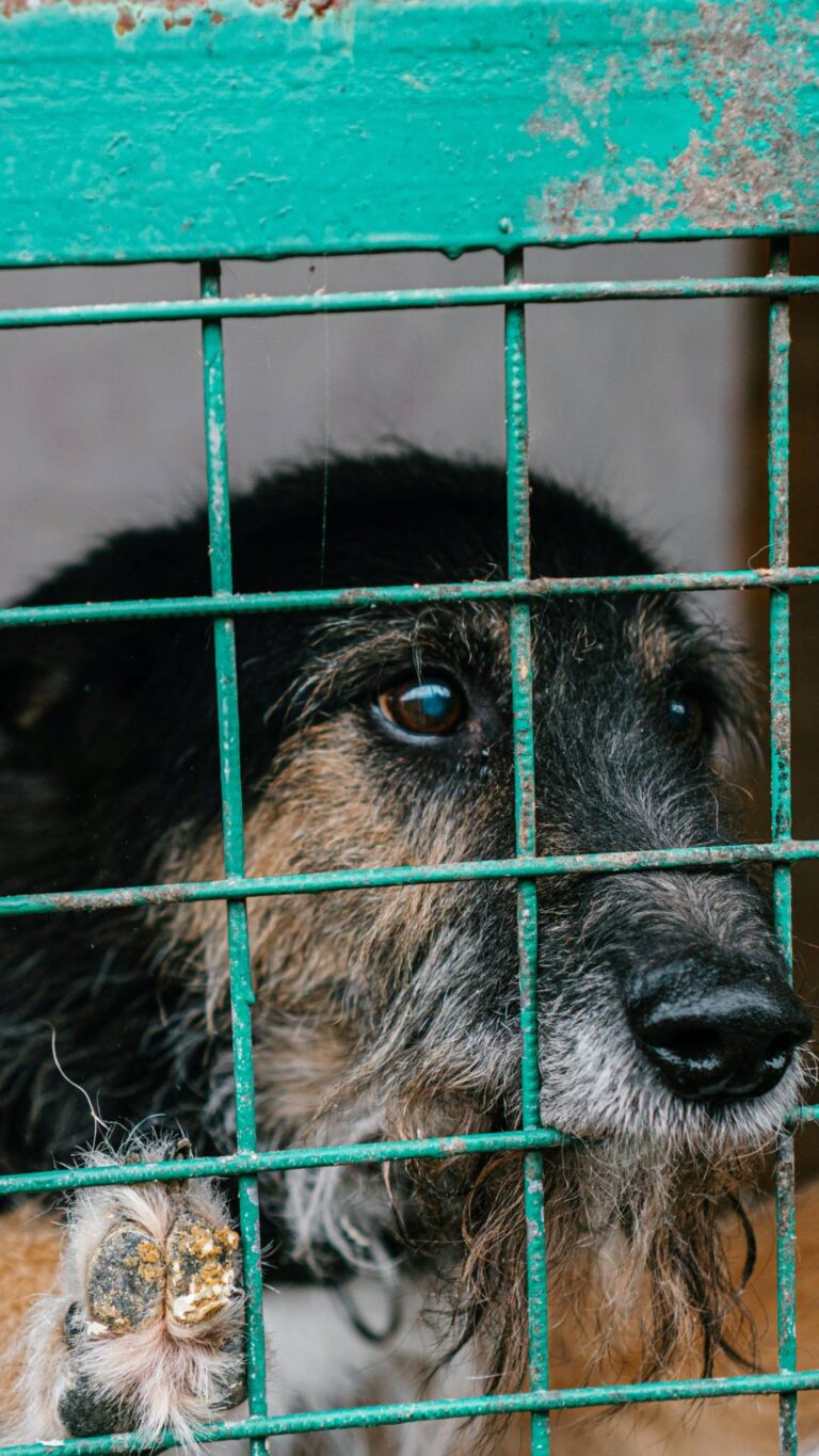 U.S. States With Highest And Lowest Shelter Kill Rates GoodNews by