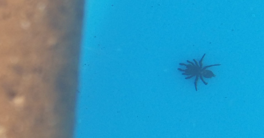 Woman Issues Warning After Finding Four Poisonous Spiders In Her