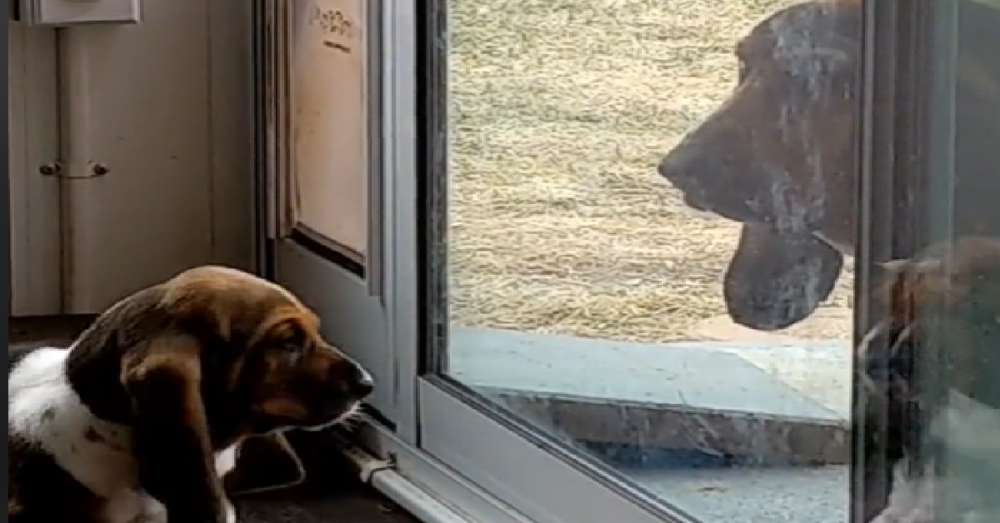 Basset Hound Teaches Little Puppy How To Use The Doggy Door The