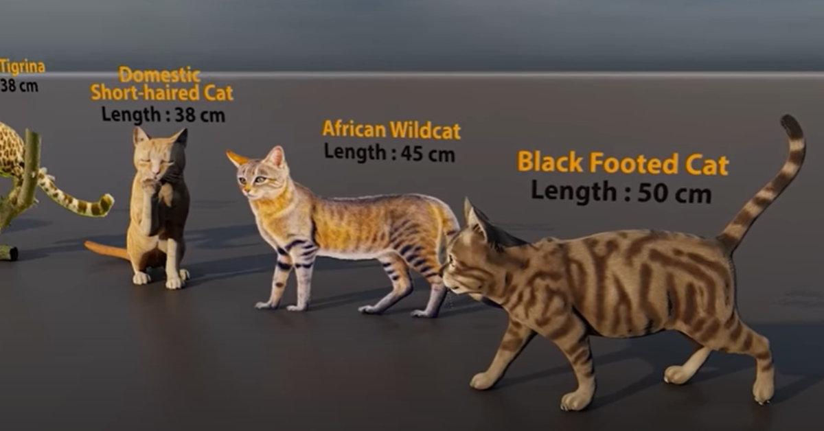 Size Of Big Cats In Order At Donald Hammond Blog Size Of Big Cats In Order At Donald Hammond Blog