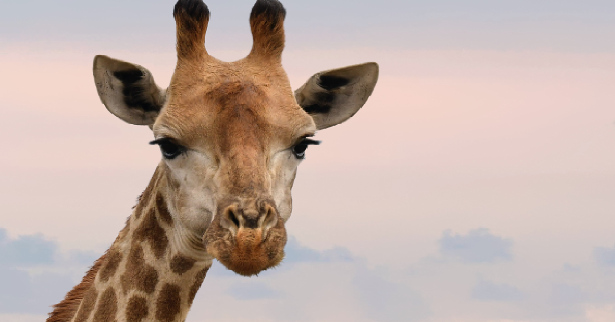 Why Giraffes Have Such Long Tongues The Rainforest Site News
