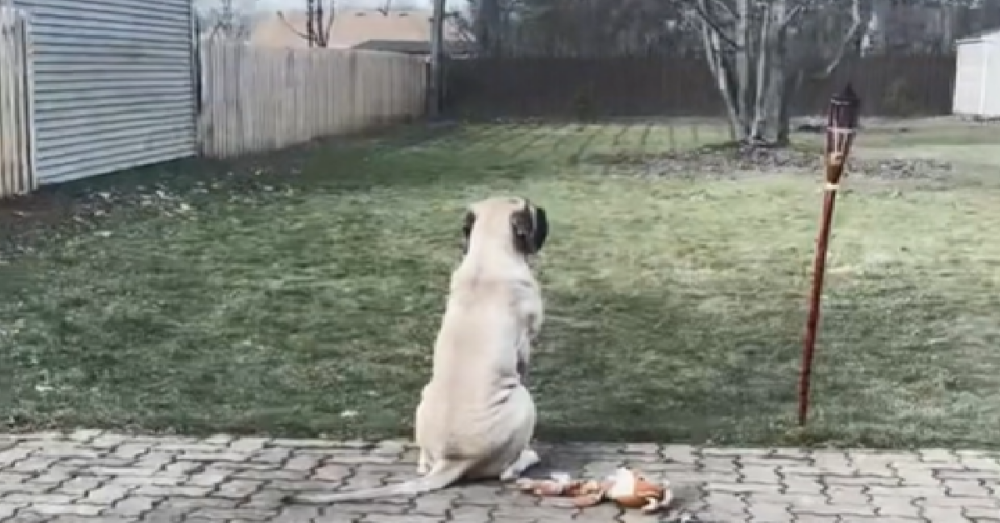 Mastiff Takes In New Backyard After Growing Up In A Small Apartment