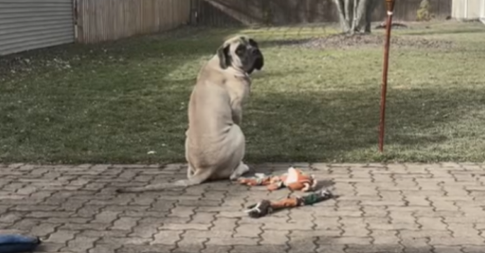 Mastiff Takes In New Backyard After Growing Up In A Small Apartment