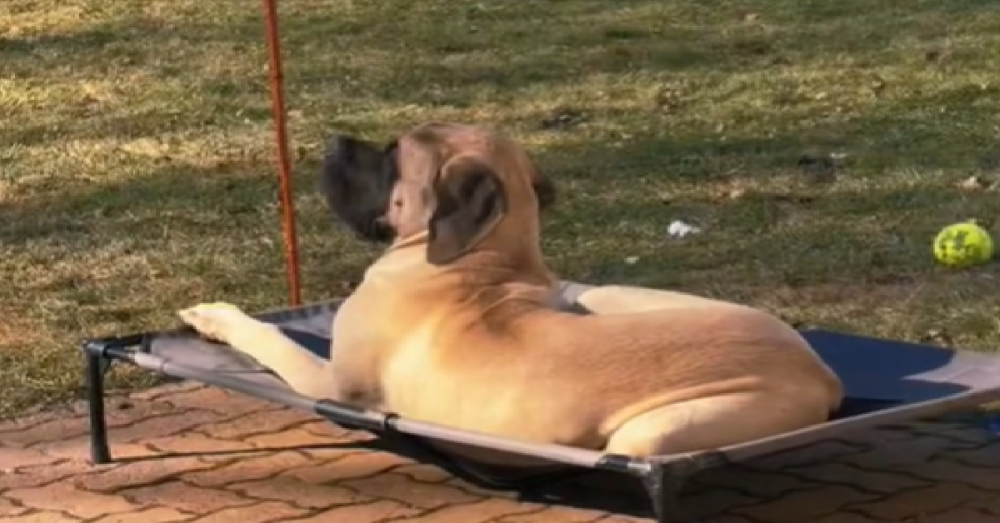 Mastiff Takes In New Backyard After Growing Up In A Small Apartment