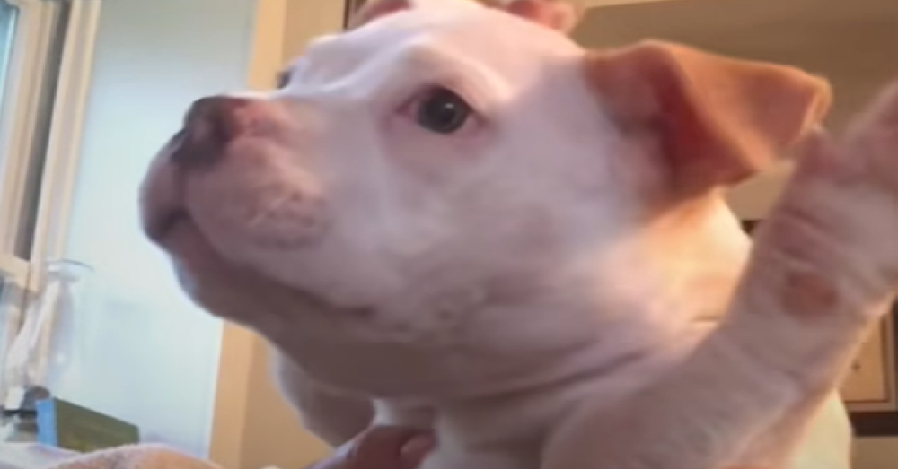 Pitbull Puppies Struggling With Swimmer Puppy Syndrome