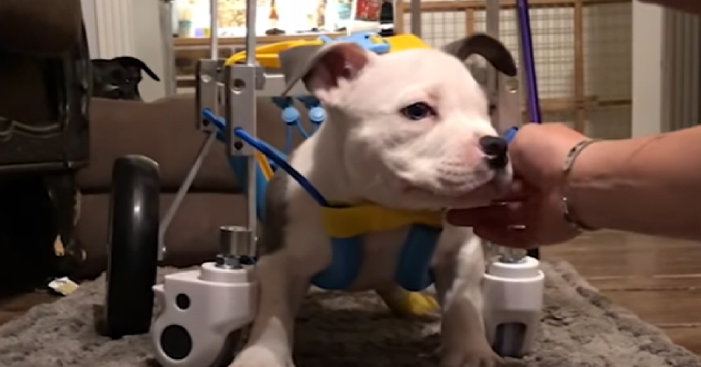 Pitbull Puppies Struggling With Swimmer Puppy Syndrome