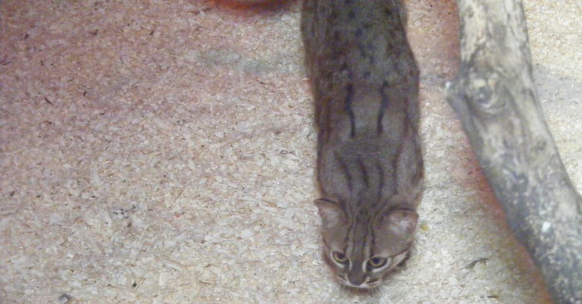 Meet The World's Smallest Wild Feline The 3 Pound RustySpotted Cat
