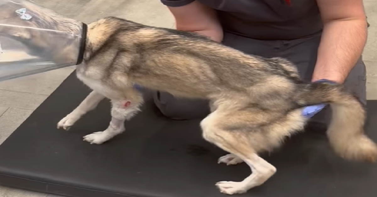 1200x628 template 4 2023 04 29T212653.287 - Police Find A Starving Husky Dumped In A Garbage Bag And Left To Die