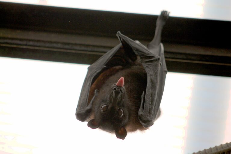 April 17 is International Bat Appreciation Day! Learn About One of the