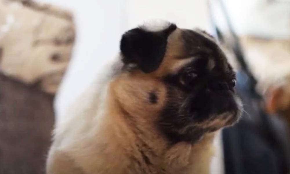 What Is Wrong with My Dog? He Doesn't Want Petting Anymore and Just