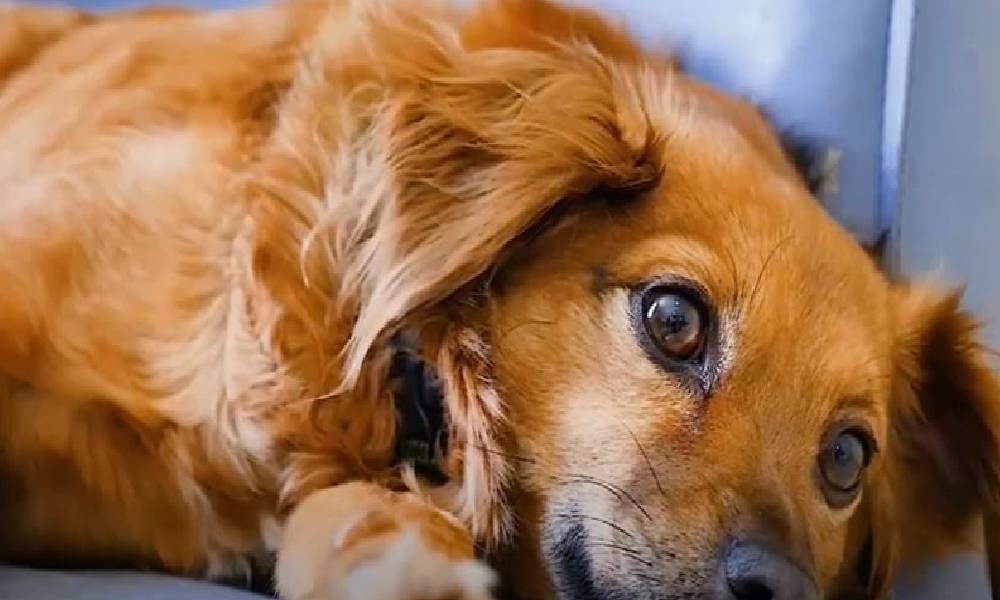 What Is Wrong with My Dog? He Doesn't Want Petting Anymore and Just