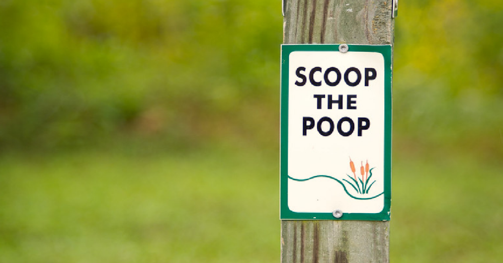 Homeowner Fined Over 800 For Leaving Dog Poop In His Backyard GoodNews by GreaterGood